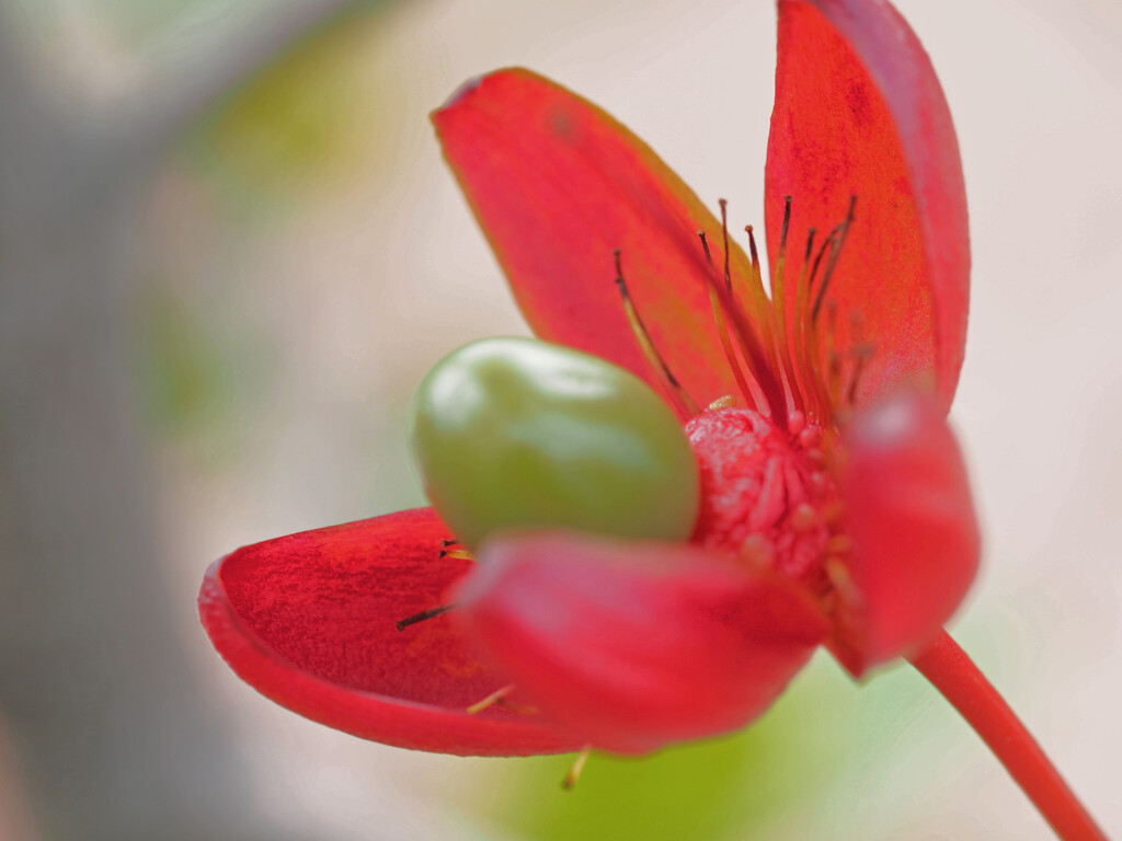 Red flower with seed pod by ianjb21
