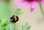 3rd Oct 2021 - Leaves, petals and ladybird........