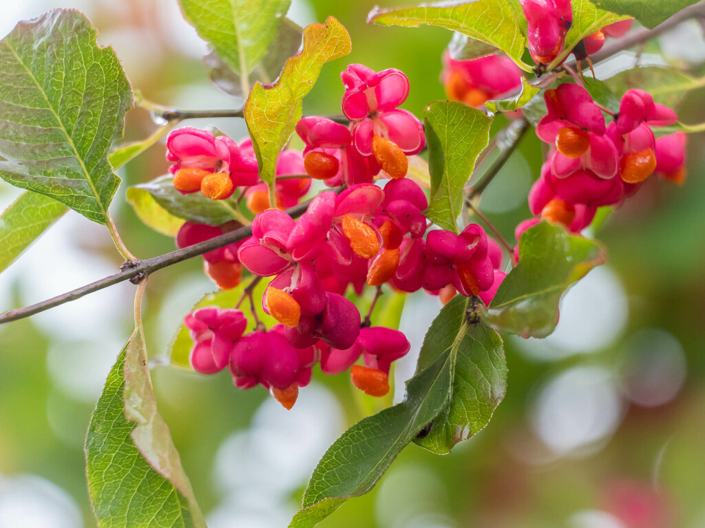 The common spindle fruit by haskar
