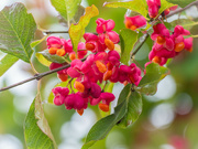 2nd Oct 2021 - The common spindle fruit