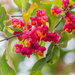 The common spindle fruit by haskar