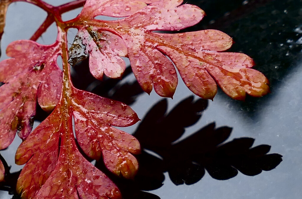 autumnleave inthe rain by marijbar