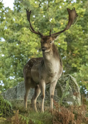 3rd Oct 2021 - Fallow Stag