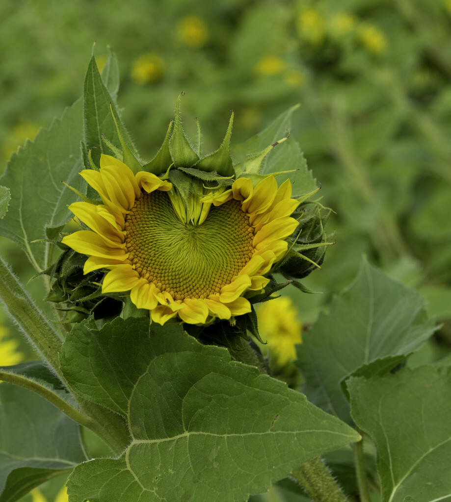 Sunflower Heart by cdonohoue