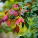 Maple leaves are changing by novab
