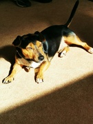 3rd Oct 2021 - Levi found the sunny spot!