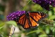 2nd Oct 2021 - Lingering Monarchs