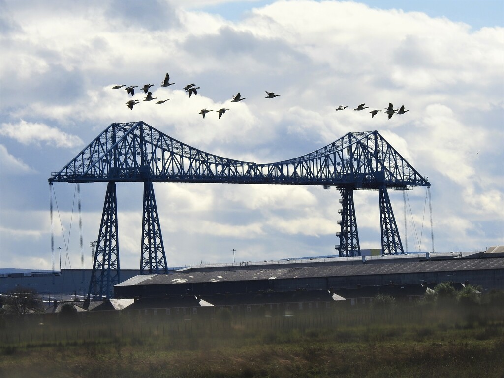 Transporter Bridge and Geese ........ by susiemc