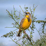 3rd Oct 2021 - Song of a Meadowlark