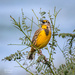 Song of a Meadowlark by photographycrazy