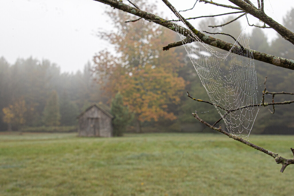 Spider Web and Shed in the Fog by jyokota