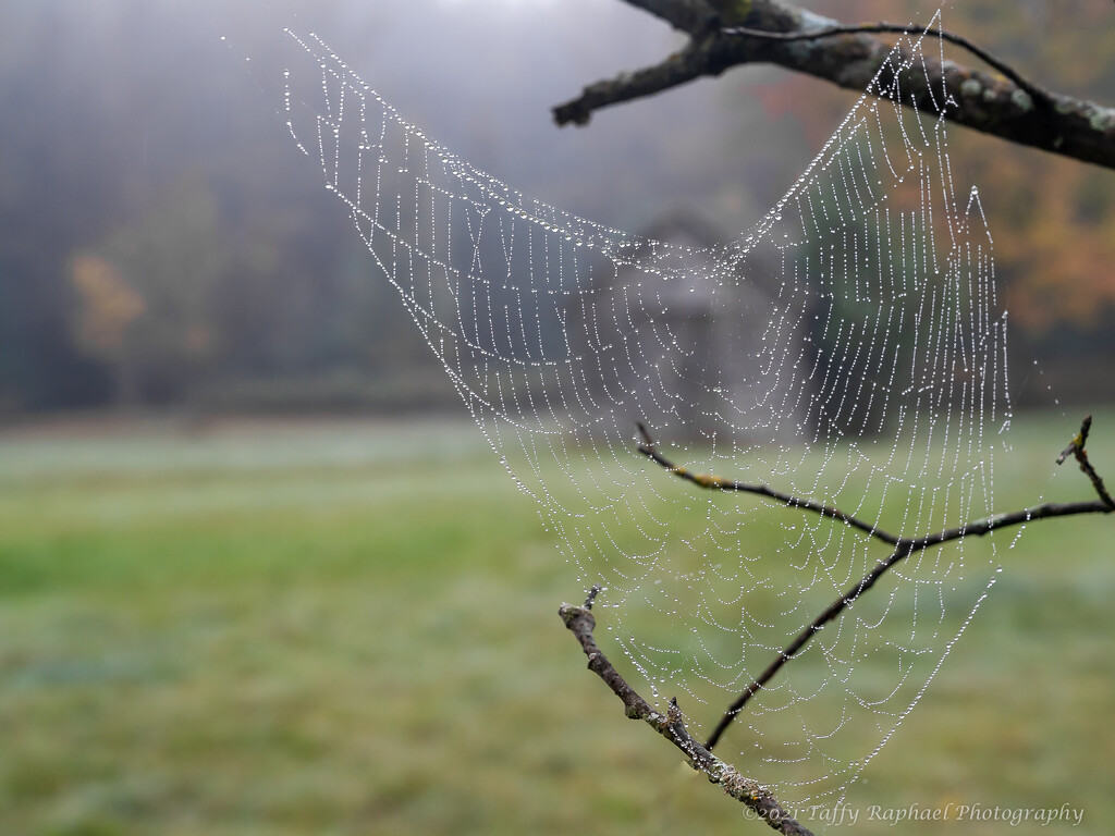 Pearls on a Foggy Afternoon by taffy