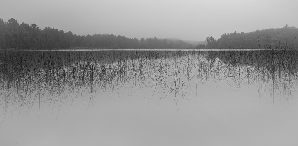 Barney's Lake in the Fog by jyokota