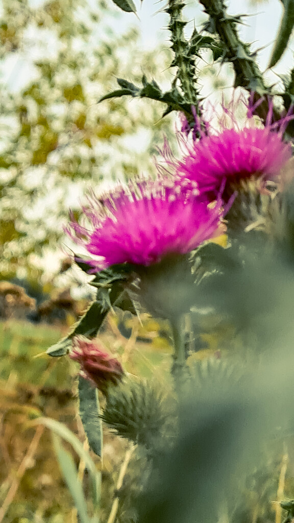 The thistle by daryavr