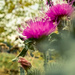 The thistle by daryavr