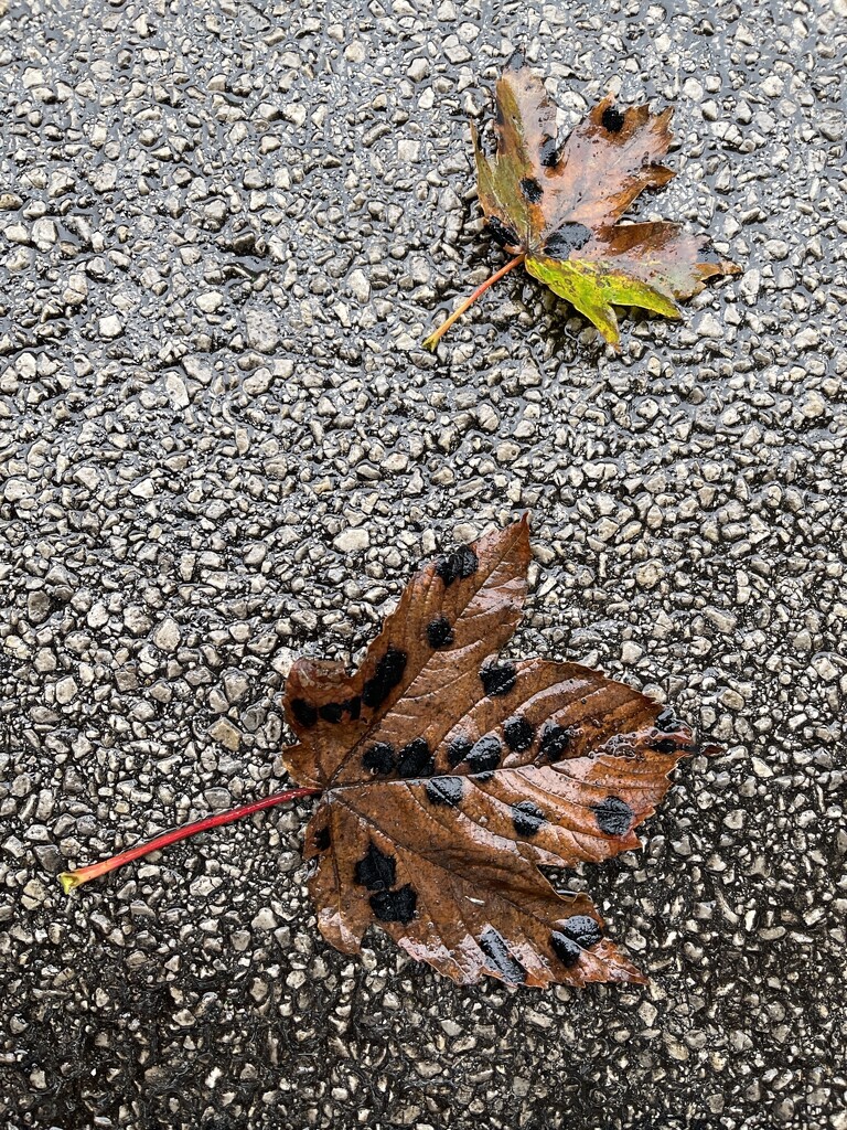 Tar spots on sycamore leaves by tinley23