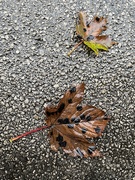 29th Sep 2021 - Tar spots on sycamore leaves