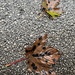 Tar spots on sycamore leaves by tinley23