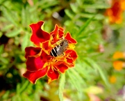 16th Sep 2021 - Pčela na cvijetu