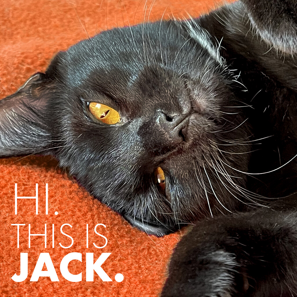 Hi. This Is Jack. by yogiw
