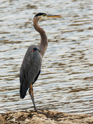 3rd Oct 2021 - great blue heron 