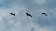 3rd Oct 2021 - Canada geese