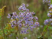 3rd Oct 2021 - Blue sky asters