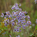 Blue sky asters by rminer