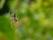 29th Sep 2021 - Spinning Spider 