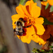 Fall pollen hunt by larrysphotos