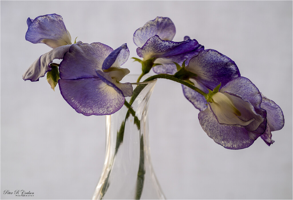 Backlit Sweetpeas by pcoulson