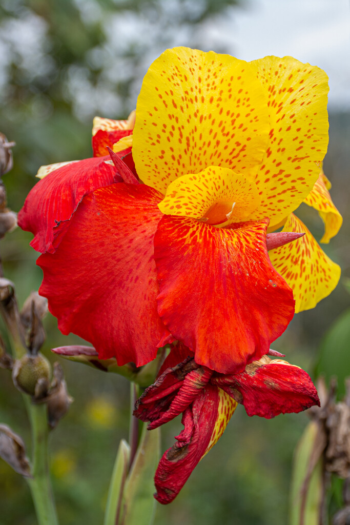 Multi-colored Canna Lilies... by thewatersphotos