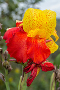 2nd Oct 2021 - Multi-colored Canna Lilies...
