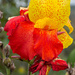 Multi-colored Canna Lilies... by thewatersphotos