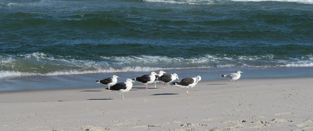 A Parade of Gulls by april16