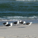 A Parade of Gulls by april16