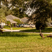 Turkeys in the Neighborhood! by rickster549