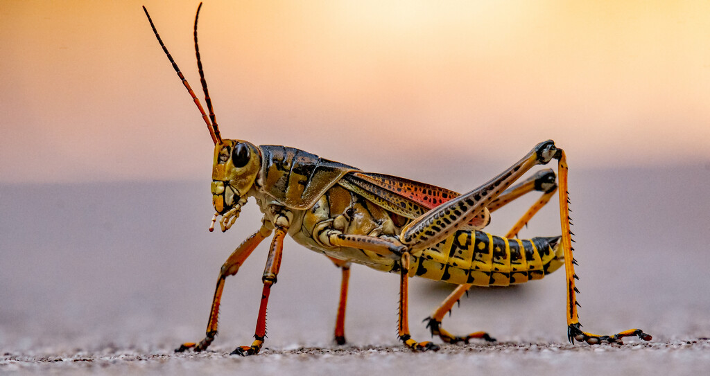 Eastern Lubber Grasshopper Taking a Stroll on the Sidewalk! by rickster549