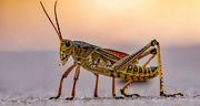 3rd Oct 2021 - Eastern Lubber Grasshopper Taking a Stroll on the Sidewalk!