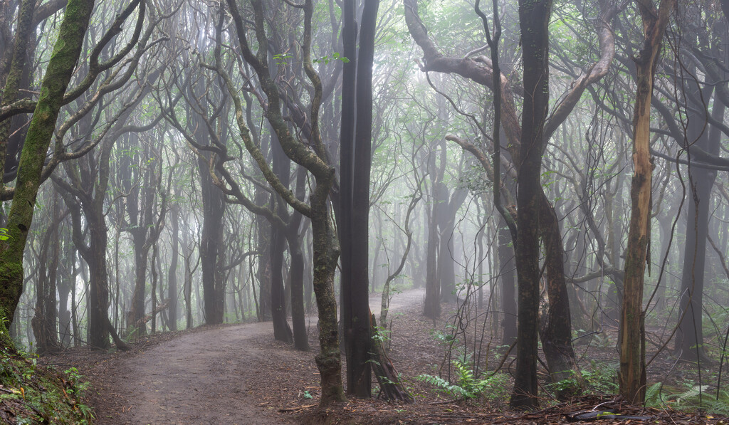 Misty Forest by yaorenliu