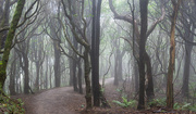 4th Oct 2021 - Misty Forest