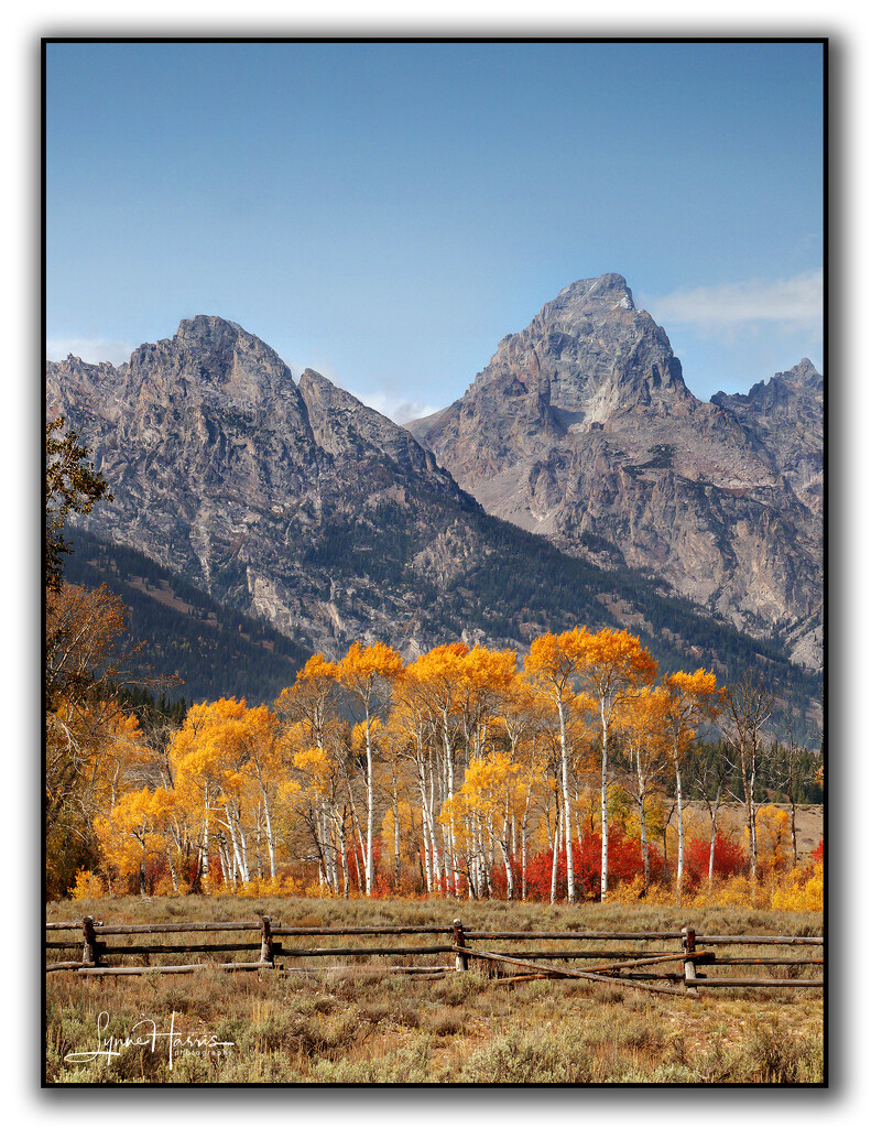 Tetons, Aspens, and Fence by lynne5477