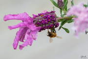 4th Oct 2021 - Bee on Lavender