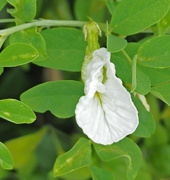 10th Sep 2021 - White Pea-flower.