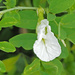 White Pea-flower. by ianjb21