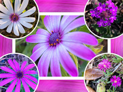 4th Oct 2021 - a purple collage
