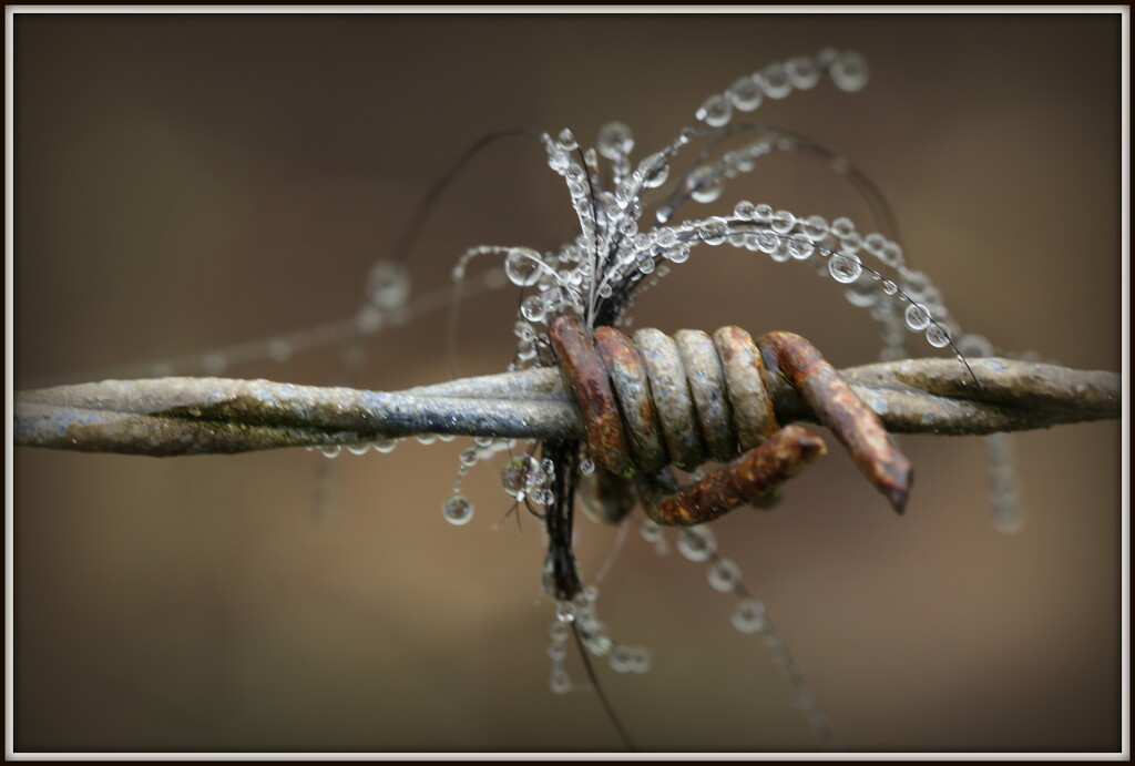 Dewdrops by dide