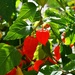 Autumn fruits by ivanc