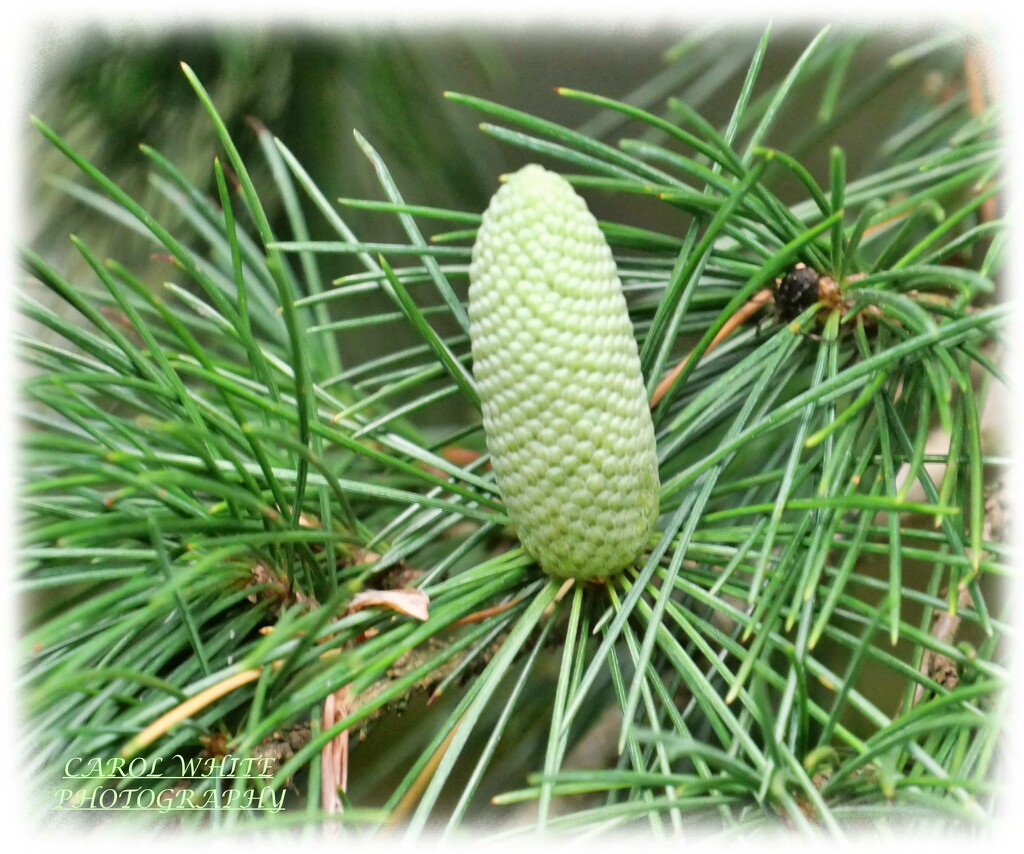 Young Pine Cone by carolmw