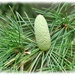 Young Pine Cone by carolmw